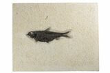 Fossil Fish (Knightia) - Green River Formation #189277-1